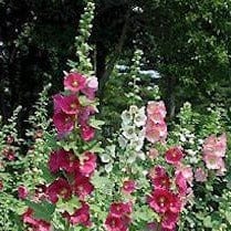 Hollyhocks Indian Spring - Renee's Garden - Image 2