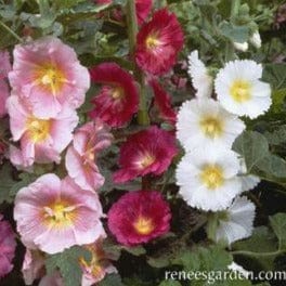 Hollyhocks Indian Spring - Renee's Garden - Image 3