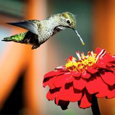 Hummingbird Garden Bonus Pack - Renee's Garden - Image 3