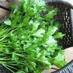 Parsley Italian “Gigante” - Renee's Garden - Image 2