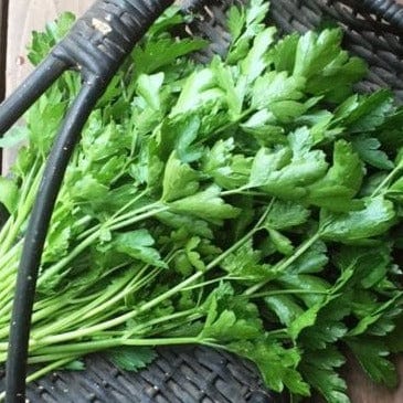 Parsley Italian “Gigante” - Renee's Garden - Image 3