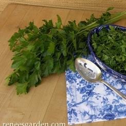 Parsley Italian “Gigante” - Renee's Garden - Image 4