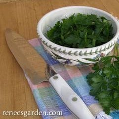 Parsley Italian “Gigante” - Renee's Garden - Image 5