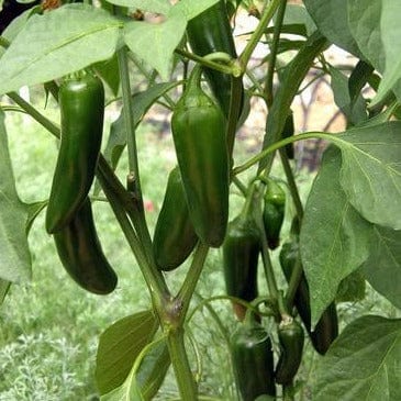 Pepper Early Flame Jalapeños - Renee's Garden - Image 2