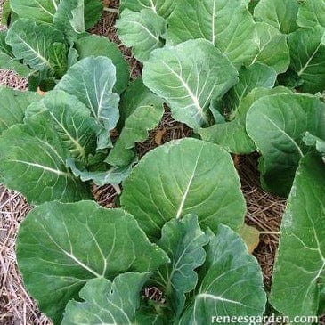 Kale Tronchuda Beira - Renee's Garden - Image 3