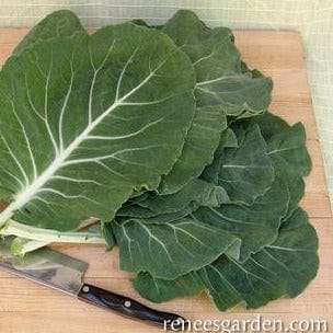 Kale Tronchuda Beira - Renee's Garden - Image 4