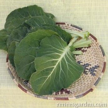 Kale Tronchuda Beira - Renee's Garden - Image 5