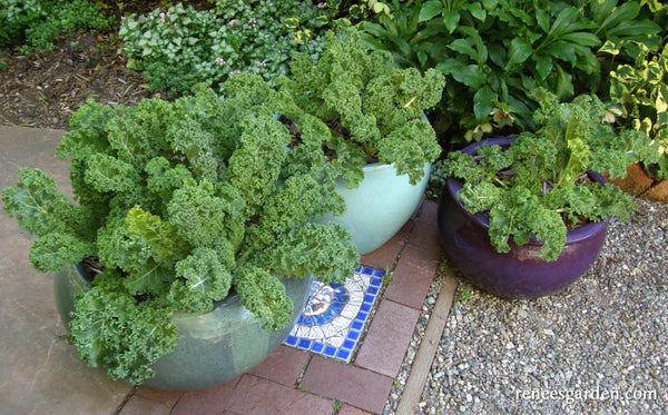 Kale Green Curls - Renee's Garden - Image 2