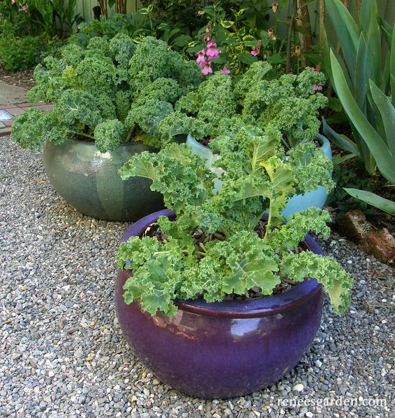 Kale Green Curls - Renee's Garden - Image 3