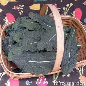 Kale Lacinato - Renee's Garden - Image 2