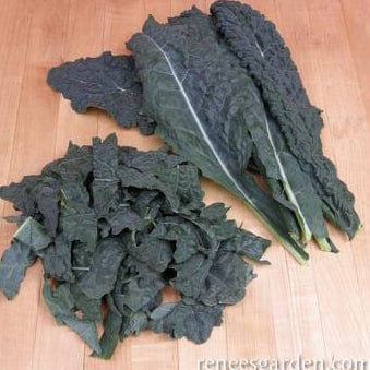 Kale Lacinato - Renee's Garden - Image 3