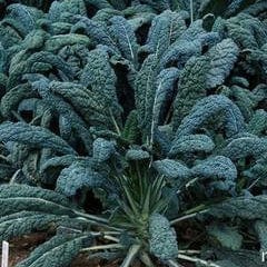 Kale Lacinato - Renee's Garden - Image 4