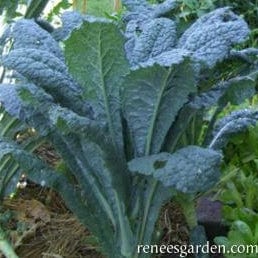 Kale Lacinato - Renee's Garden - Image 5