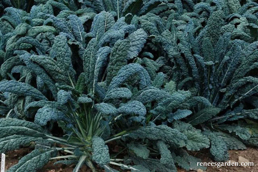 Organic Kale Lacinato "Dinosaur" - Renee's Garden - Image 2
