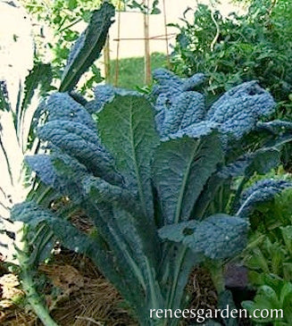 Organic Kale Lacinato "Dinosaur" - Renee's Garden - Image 3
