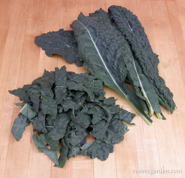 Organic Kale Lacinato "Dinosaur" - Renee's Garden - Image 4