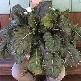 Kale Mars Landing - Renee's Garden - Image 3