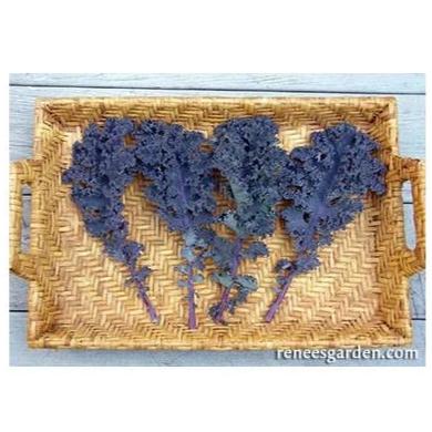 Organic Kale Purple Moon - Renee's Garden - Image 2
