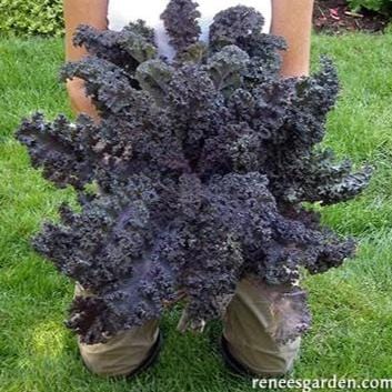 Organic Kale Purple Moon - Renee's Garden - Image 3