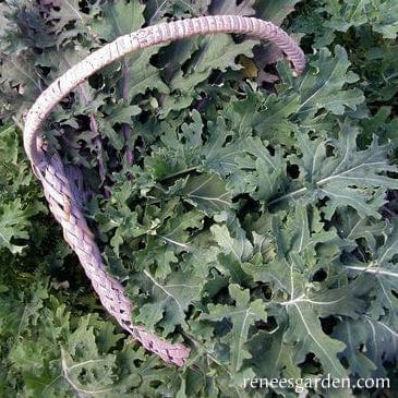 Organic Kale Wild Garden Frills - Renee's Garden - Image 2