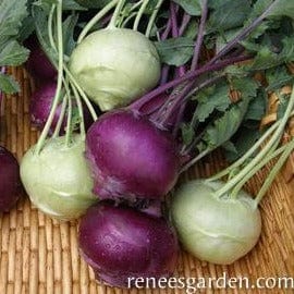 Kohlrabi Crispy Colors Duo - Renee's Garden - Image 2