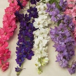 Larkspur French Alouette - Renee's Garden - Image 3