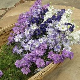 Larkspur Singing The Blues - Renee's Garden - Image 2