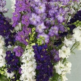 Larkspur Singing The Blues - Renee's Garden - Image 3