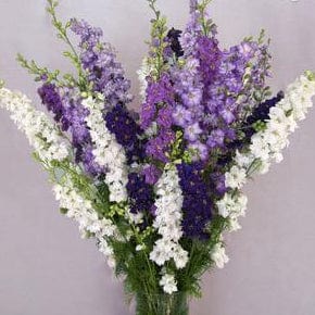 Larkspur Singing The Blues - Renee's Garden - Image 4