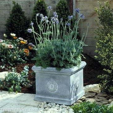Lavender Fernleaf - Renee's Garden - Image 3