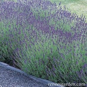 Lavender Hidcote - Renee's Garden - Image 3