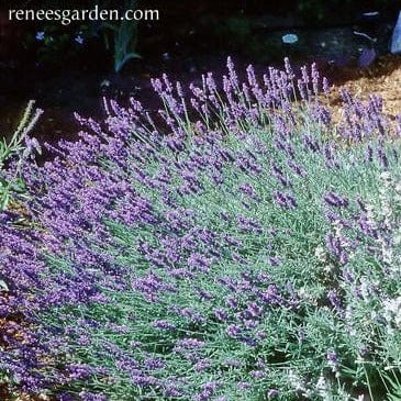 Lavender Munstead English - Renee's Garden - Image 3