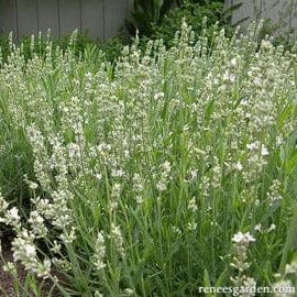 Lavender White Ice - Renee's Garden - Image 2