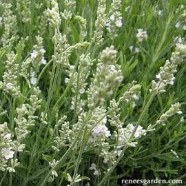 Lavender White Ice - Renee's Garden - Image 3