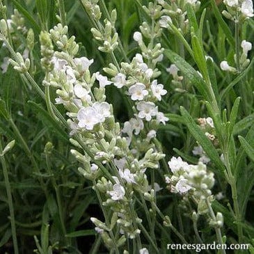 Lavender White Ice - Renee's Garden - Image 4