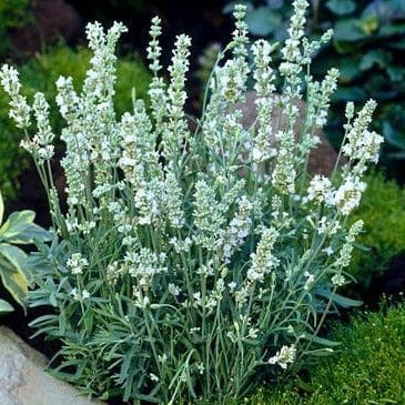 Lavender White Ice - Renee's Garden - Image 5