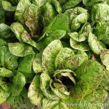 Organic Lettuce Flashy Trout Back - Renee's Garden - Image 2