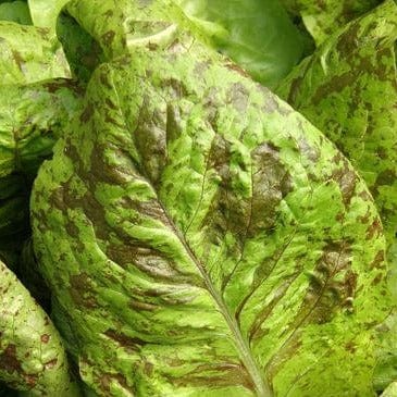 Organic Lettuce Flashy Trout Back - Renee's Garden - Image 3