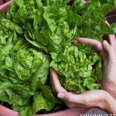 Lettuce Garden Babies Butterhead - Renee's Garden - Image 2