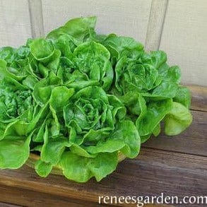 Lettuce Garden Babies Butterhead - Renee's Garden - Image 3