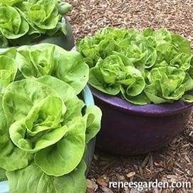Lettuce Garden Babies Butterhead - Renee's Garden - Image 4