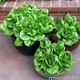 Organic Lettuce Jade Gem - Renee's Garden - Image 2