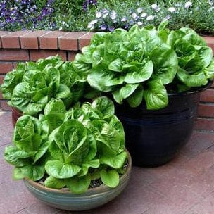 Organic Lettuce Jade Gem - Renee's Garden - Image 3