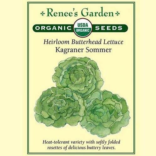 Organic Lettuce Kagraner Sommer - Renee's Garden