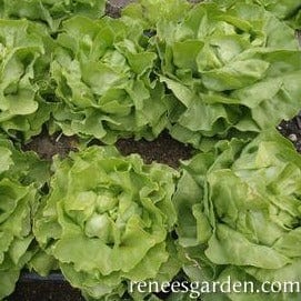 Organic Lettuce Kagraner Sommer - Renee's Garden - Image 2