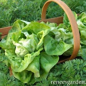 Organic Lettuce Kagraner Sommer - Renee's Garden - Image 3