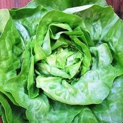 Organic Lettuce Matilda - Renee's Garden - Image 2