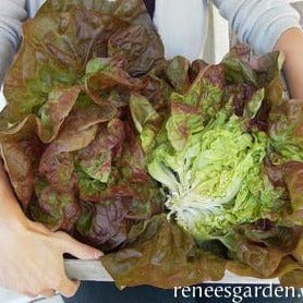Lettuce Merveille De Quatre Saisons - Renee`s Garden - Image 2