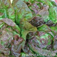 Lettuce Merveille De Quatre Saisons - Renee`s Garden - Image 3