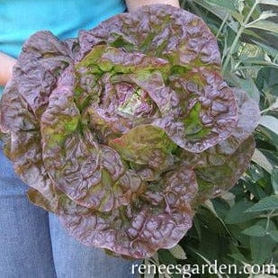 Lettuce Merveille De Quatre Saisons - Renee`s Garden - Image 4